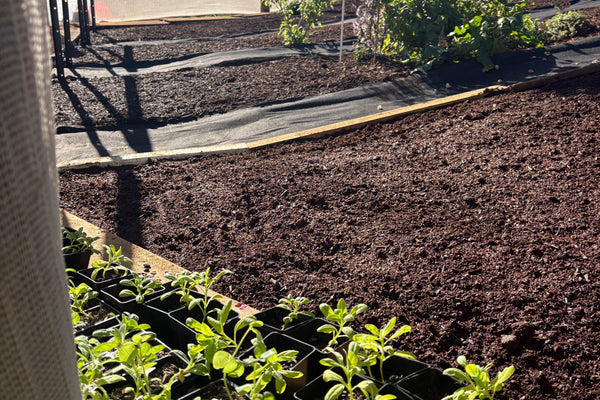 Eight Years, Three Gardens & the Soft Return of Soil Under My Nails